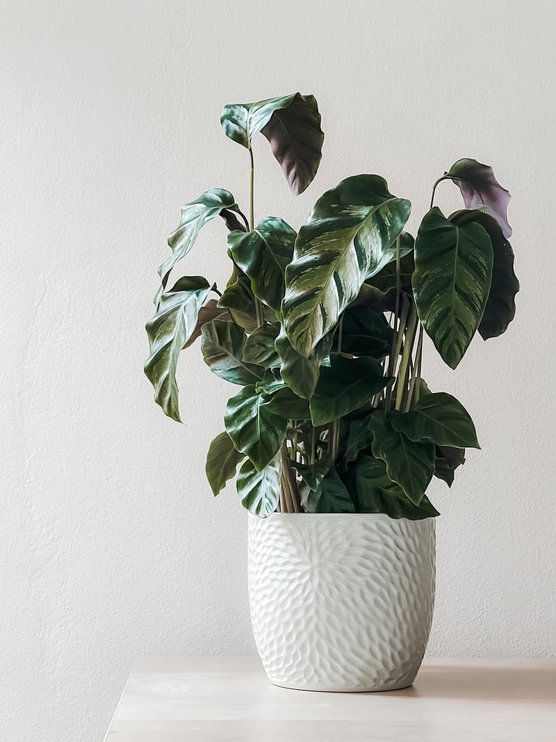 Green Plants Indoors